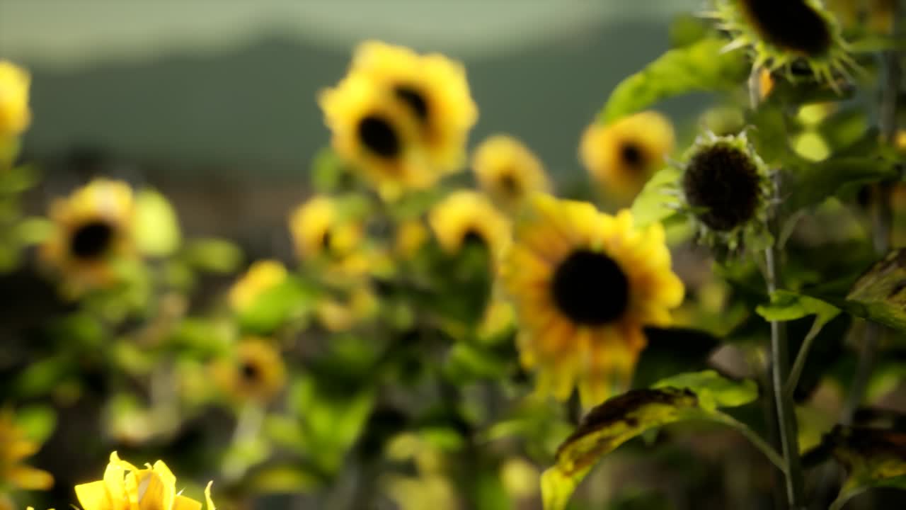 따뜻한 여름 저녁에  ⁇ 꽃 ⁇