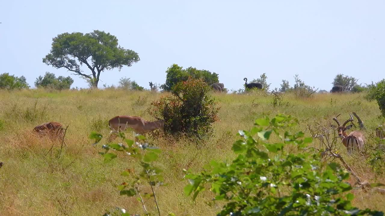 manada de impalas en el matorral del parque kruger en sudáfrica