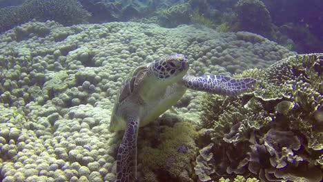 eine echte karettschildkröte, die sich auf hartkorallen in der region pulau siaba besar in komodo, indonesien, entspannt