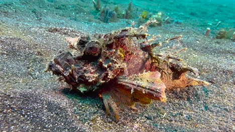 spiny devilfish on sandy bottom with some seagrass