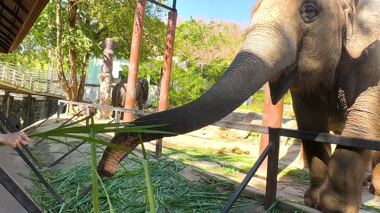 코끼리 가 동물원 방문자 들 과 교류 하고 있다