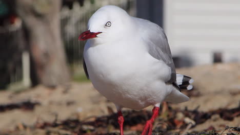 pan up of a seagull standing on the sand of a beach-1