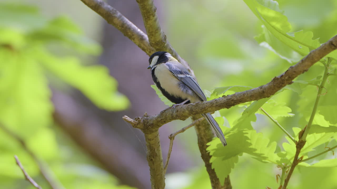 pájaro tit japonés posado en las ramas de un árbol en seúl, corea del sur