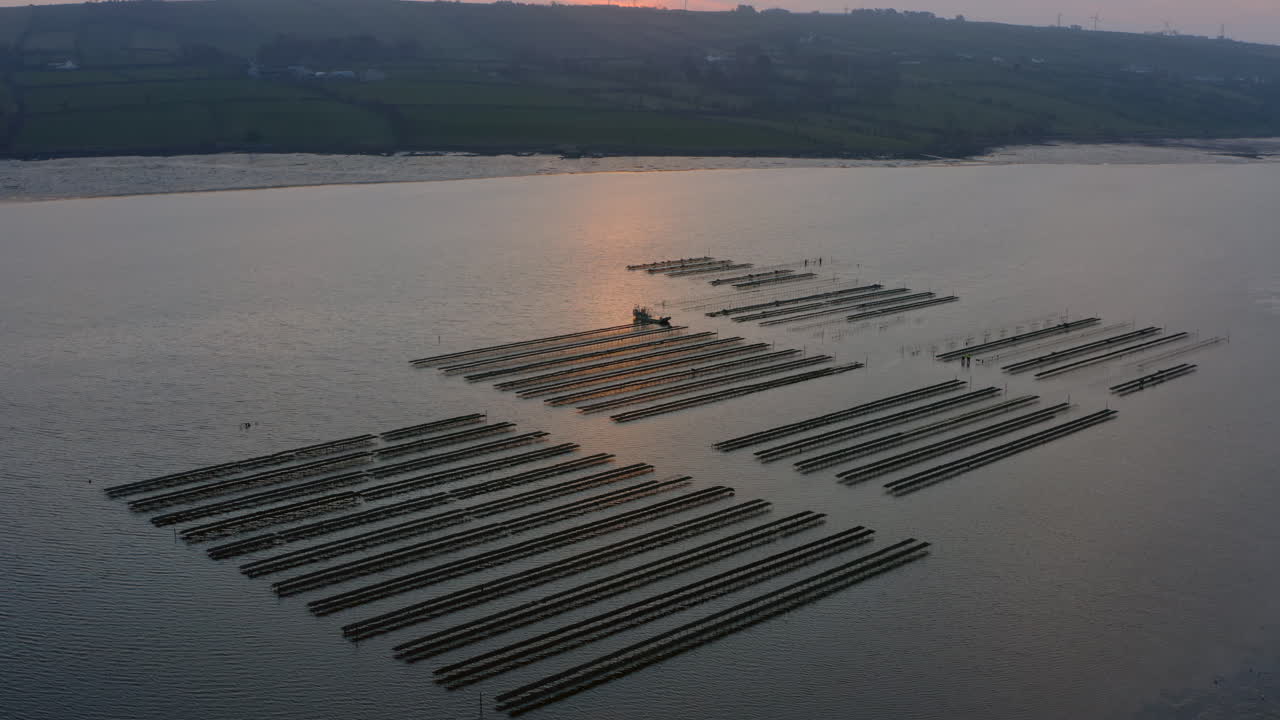Aerial ascent reveals expansive oyster farm landscape, dawn's golden light transforming coastal marine terrain.