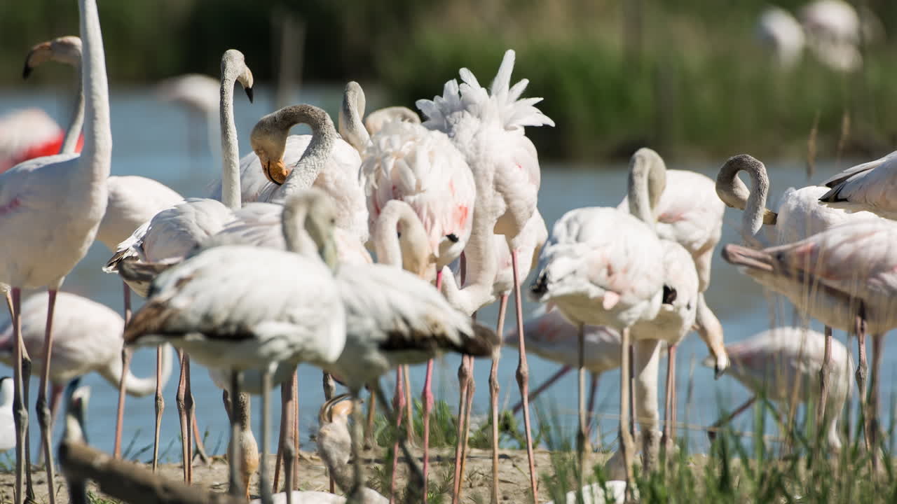 flamingos in shallow delta water in winter