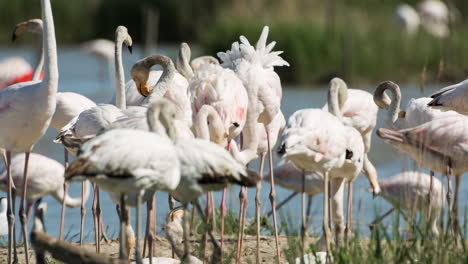 flamencos en aguas poco profundas del delta en invierno