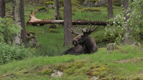 moose in a forest