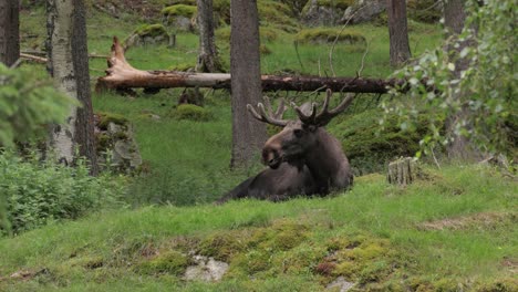 alce en un bosque