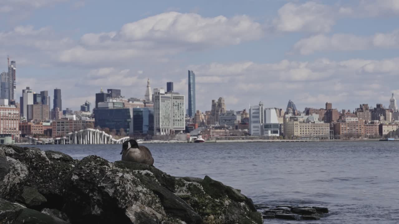 A Canada goose stands on mossy river rocks along the Hudson with the Manhattan skyline visible in the background