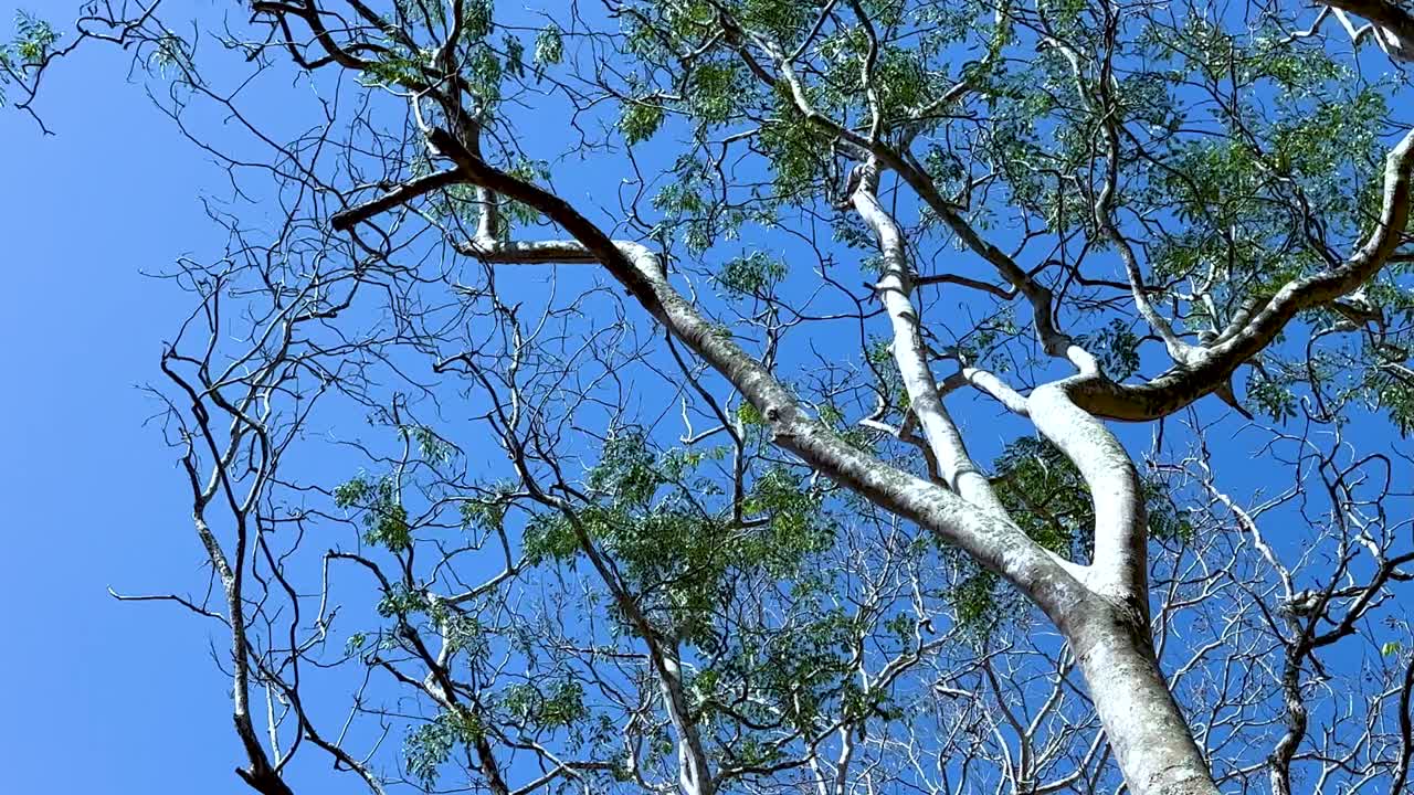 높은 나무들이 은 파란 하늘 아래 흔들리고