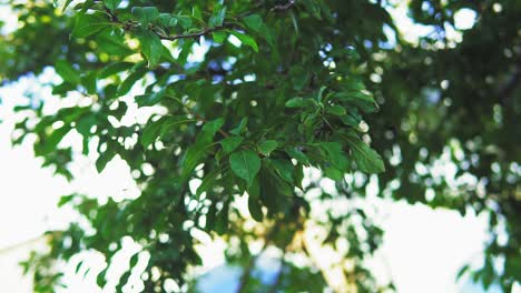 Scenic-shot-of-some-green-leaves-hanging-from-tree-branch-in-southern-Spain