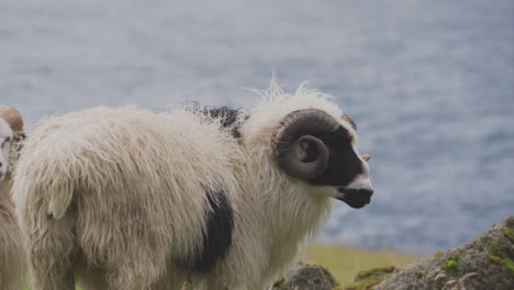 sheep grazing on the grassy coastal hills slopes of the faroe islands