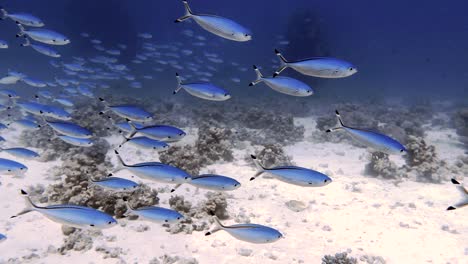 4k video footage of a school of red sea fusiliers (caesio suevica) in egypt