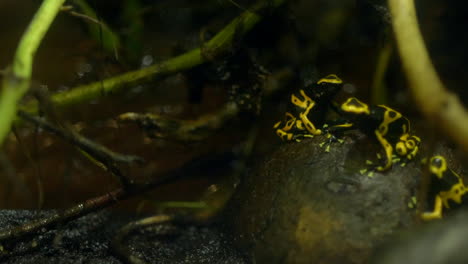 Giftiger-Gelber-Frosch-Im-Regenwald