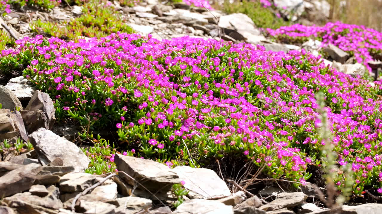 Delosperma iceplant ground cover in rocky terrain and vivid pink flower blossoms