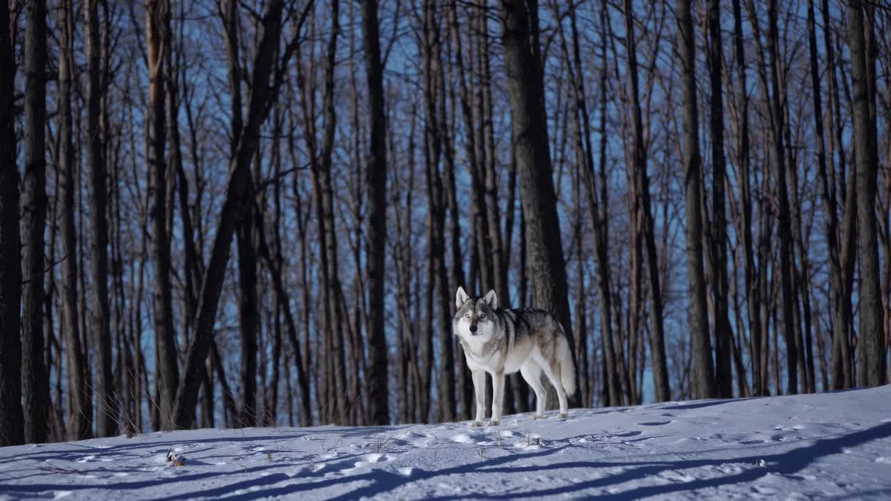 A majestic wolf stands in a snowy forest, captured from a low-angle shot, evoking a cinematic video