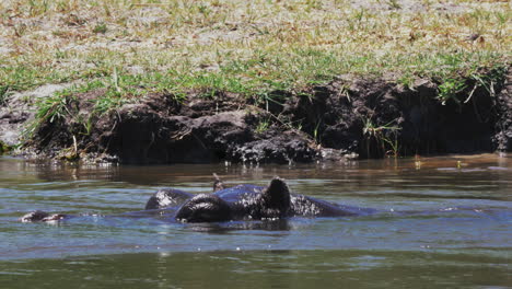 Nilpferd-Taucht-An-Einem-Sonnigen-Tag-In-Das-Kalte-Wasser-Des-Sees-Im-Wildreservat-In-Botswana-Ein-–-Nahaufnahme