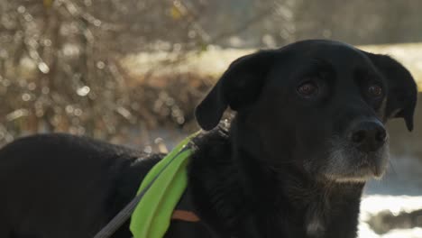 lindo retrato de cachorro preto bom menino no inverno com paisagem de neve perto de um rio em câmera lenta 4k