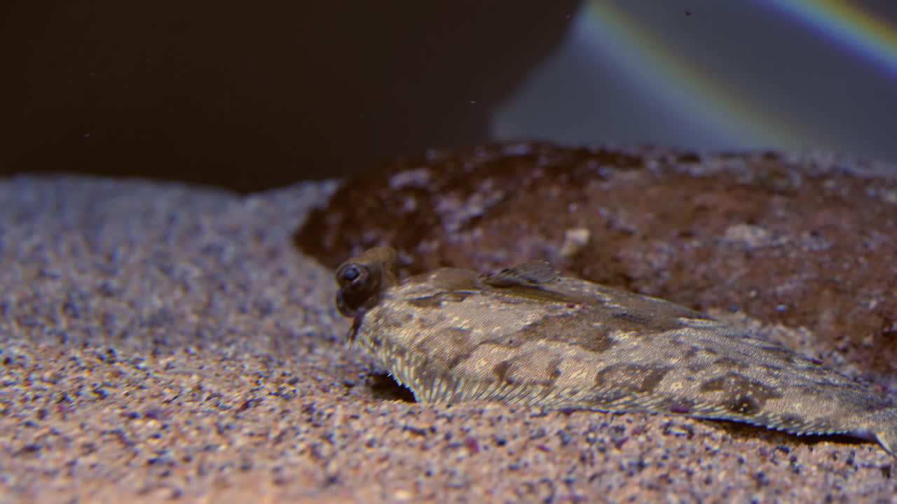 primer plano de peces de pluma de cola en el fondo del tanque en el acuario