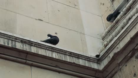 palomas interactuando en una cornisa de un edificio