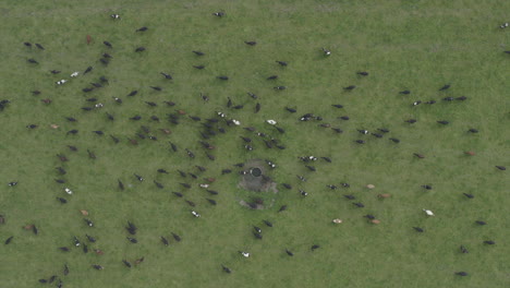 aerial birds eye view shot of dairy cows moving across a green field in new zealand south island