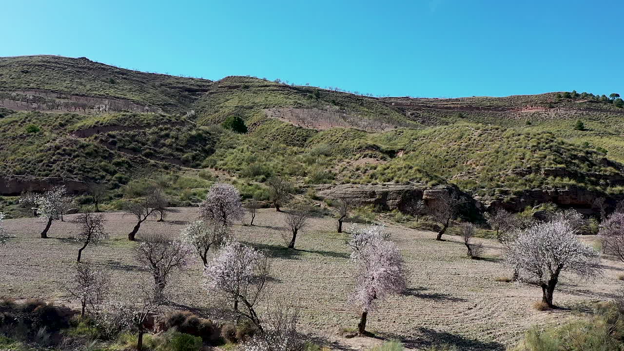 aerial view  of almond tress in bloom