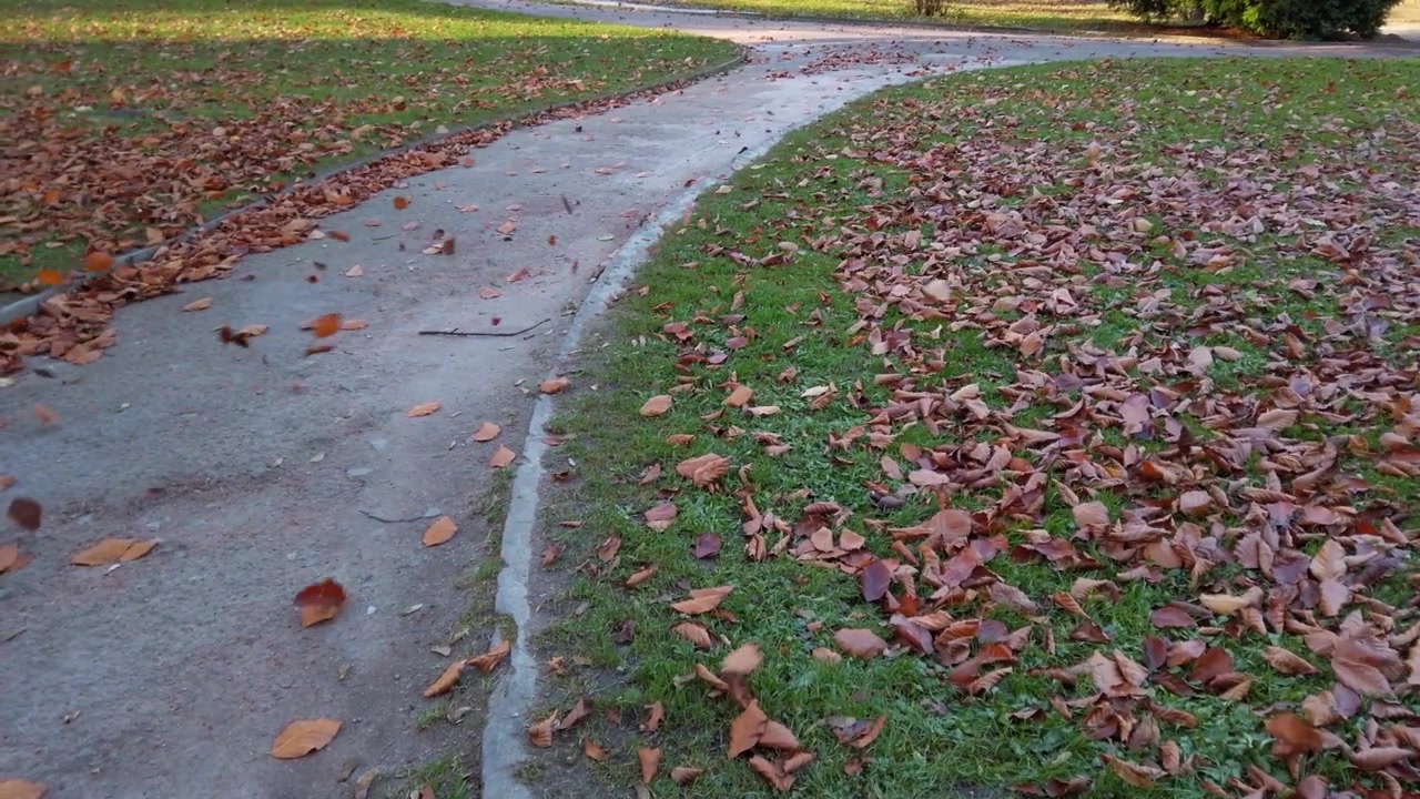 Foglie autunnali cadute nel parco