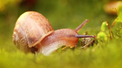 Close-up-of-a-snail-slowly-creeping-in-the-sunset-sunlight.