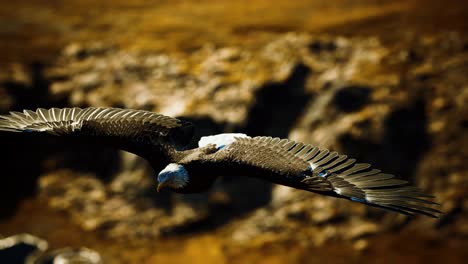 Amerikanischer-Weißkopfseeadler-In-Zeitlupe-Im-Flug-über-Den-Bergen-Alaskas
