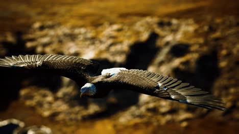 slow motion american bald eagle in flight over alaskan mountains