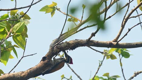 Mayor-Flameback,-Chrysocolaptes-Guttacristatus,-Santuario-De-Vida-Silvestre-Huai-Kha-Kaeng,-Tailandia