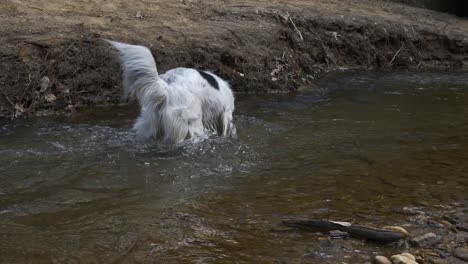 perro peludo blanco jugando en un arroyo y tubería de drenaje