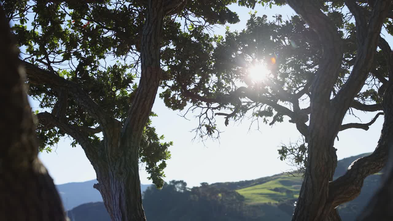 Sunlight filters through tree branches in a tranquil outdoor setting, creating a peaceful and natural atmosphere