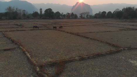 Top-view-of-buffalo-standing-in-dry-land-of-Laos-during-sunset,-aerial