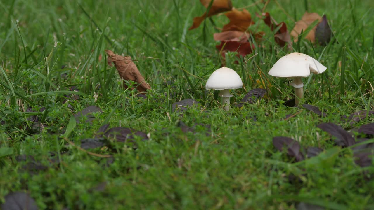 야생에서 자라는 흰 버섯