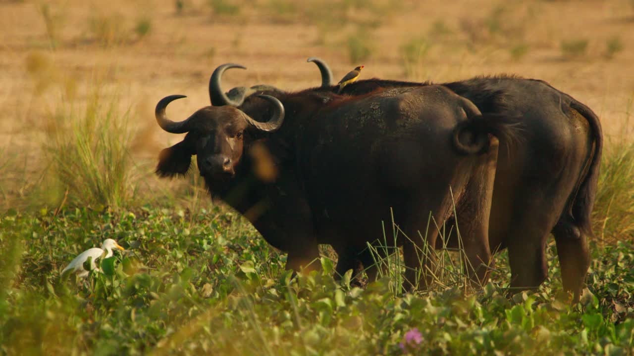 African buffalo (Syncerus caffer) stand chest deep in swampy Nile floodplain with ripples shimmer at Murchison Falls National Park Uganda, oxpeckers forage on their backs under soft golden dawn light
