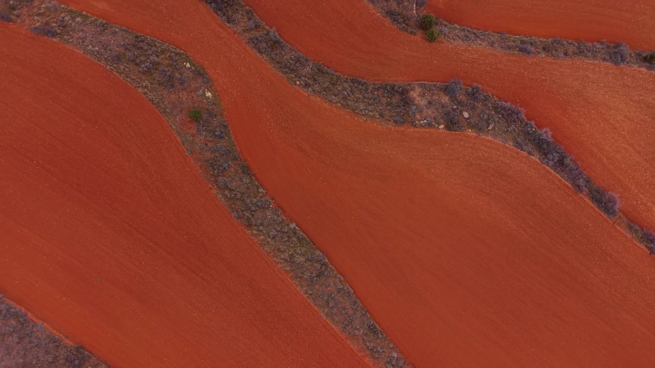 Vista dall'alto di vividi terreni agricoli di argilla rossa con solchi arati curvi e rade strisce di vegetazione secca tra le sezioni di terreno coltivato.