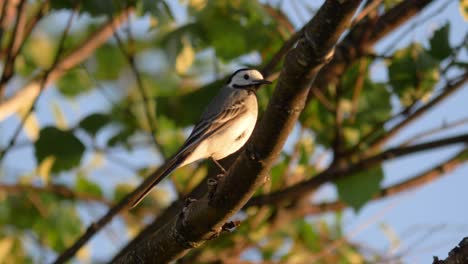 Close-up-of-white-wagtail-sitting-in-a-colorful-tree-in-Sweden,-Lappland-4k