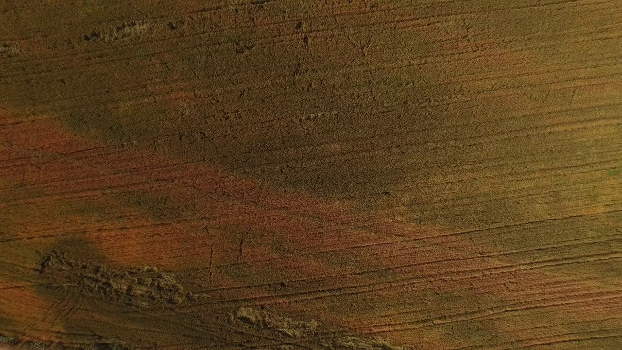 fotografía aérea de un gran campo de trigo