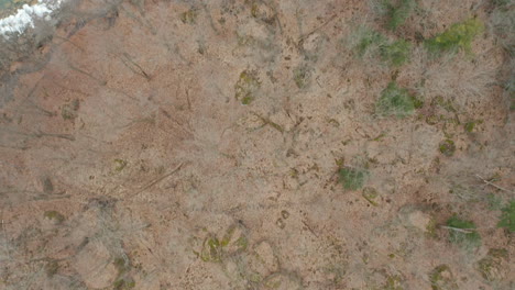 Aerial-shot-of-barren-trees-in-the-forest-by-teal-green-river