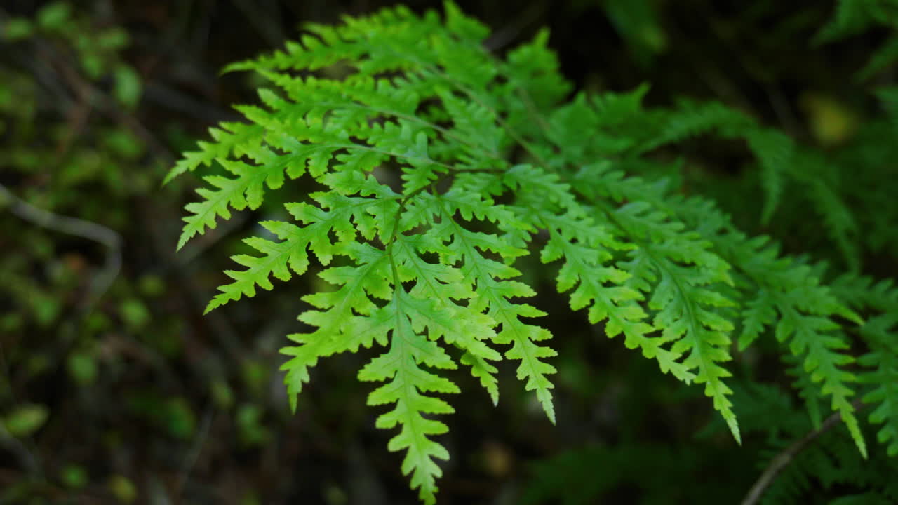 primer plano de un helecho soplando en el viento en un bosque