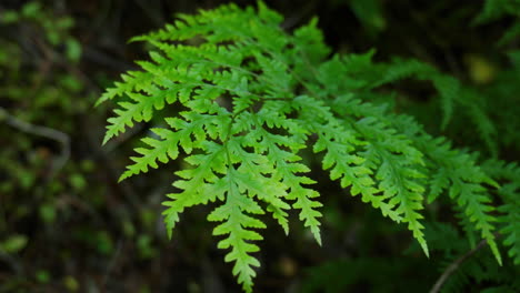 Close-up-of-fern-blowing-in-the-wind-in-a-forest