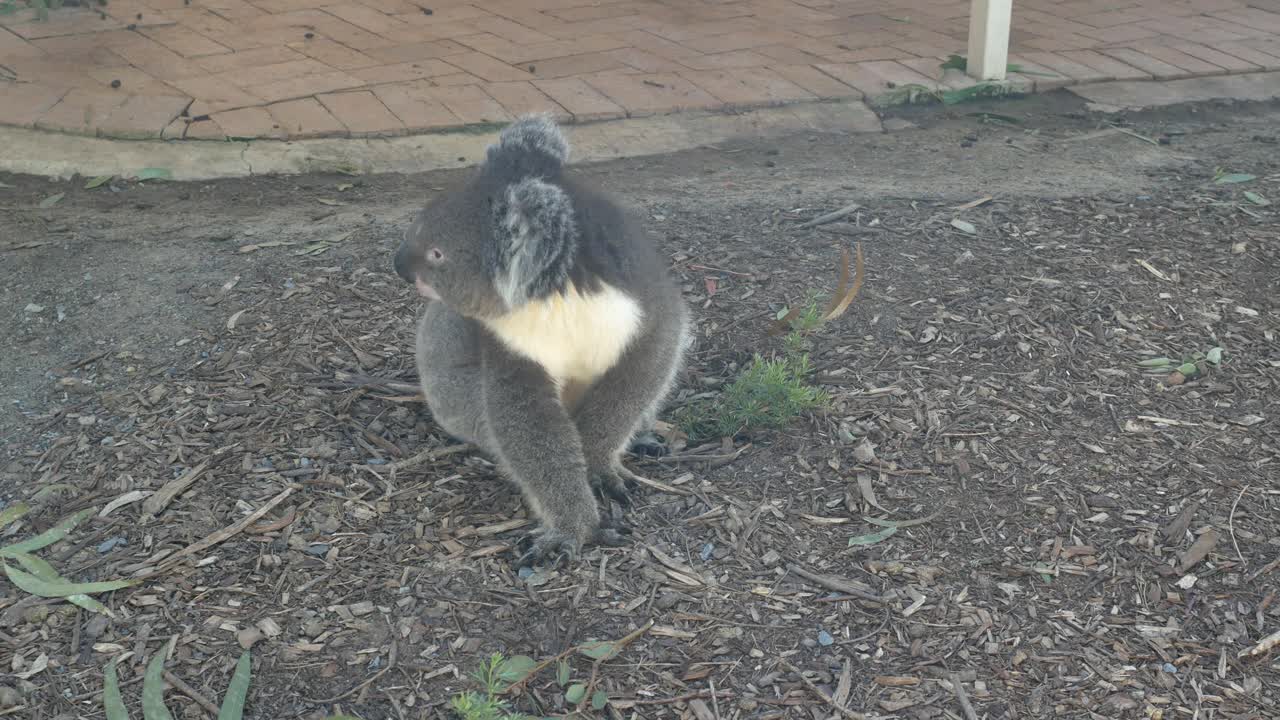 Koala bear sits then walks away