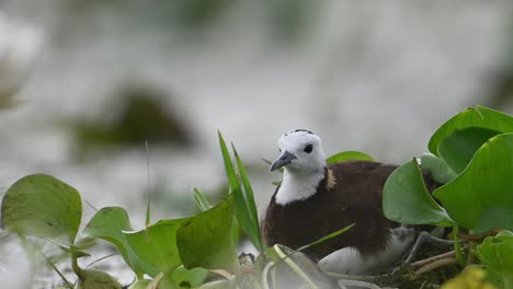 pheasant tailed jacana sitting on eggs