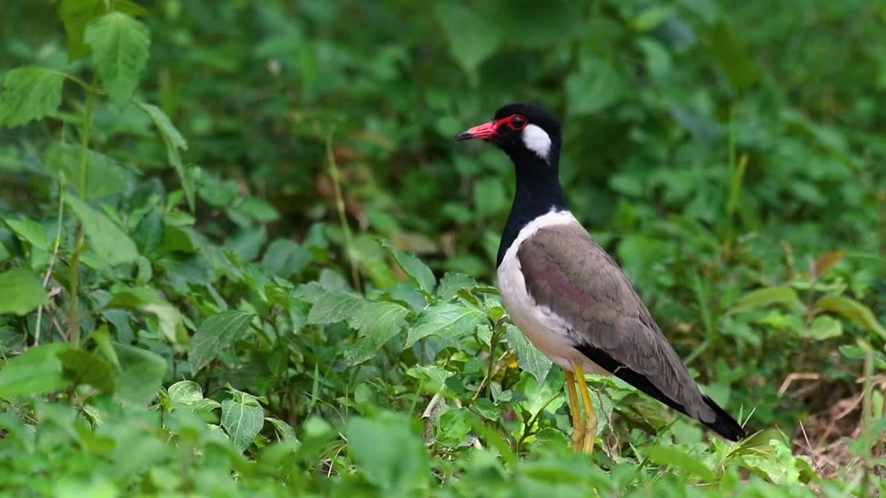 el avefría de barbas rojas es una de las aves más comunes de tailandia