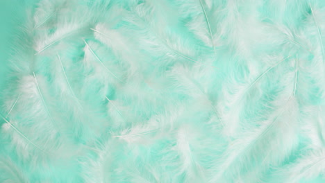 mint green feather background