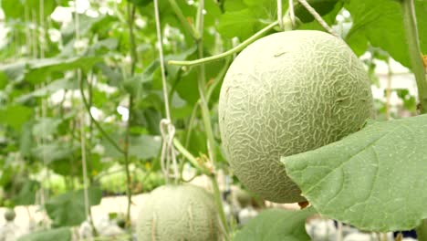 fresh cantaloupe hanging on tree, green melon in garden