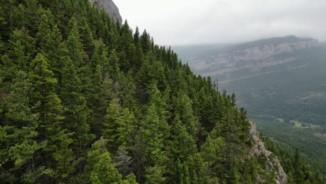 por la mosca de los pinos en la ladera de una montaña