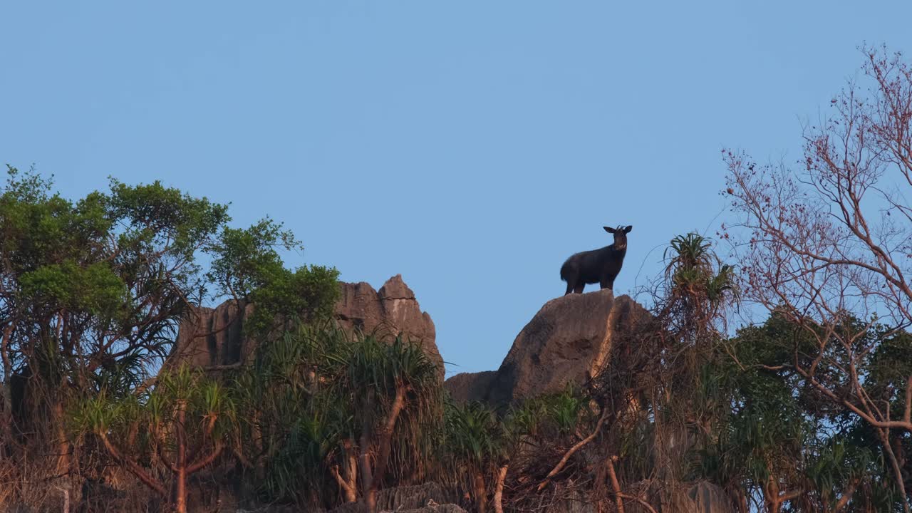 la cámara hace zoom en este hermoso paisaje del mailand serow durante la mañana, capricornis sumatraensis maritimus, tailandia