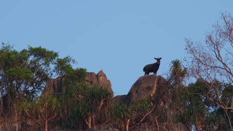 camera zooms out this lovely scenery of the mailand serow during the morning, capricornis sumatraensis maritimus, thailand